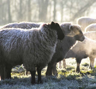 l'alimentation des moutons en hiver